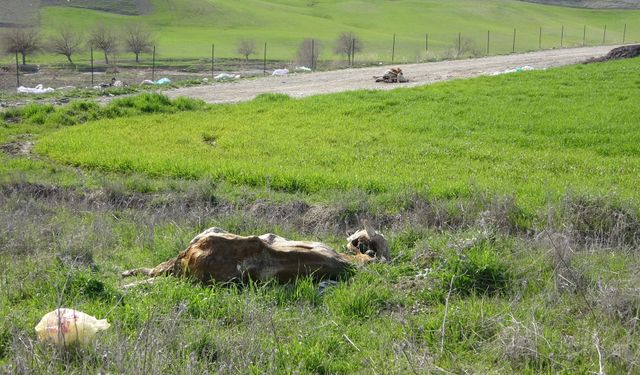 Baraj içerisine ve ulu orta atılan büyükbaş hayvan leşleri pes dedirtti