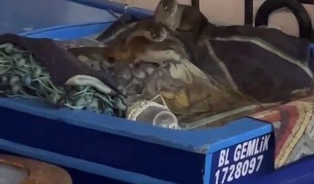 Aç kalan anne su samuru ve yavruları Gemlik'te tekneye sığındı