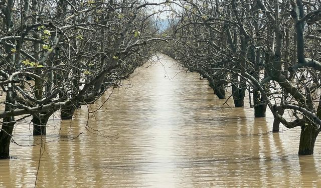 Bursa'da yüzlerce dönüm şeftali ve armut bahçesi su altında