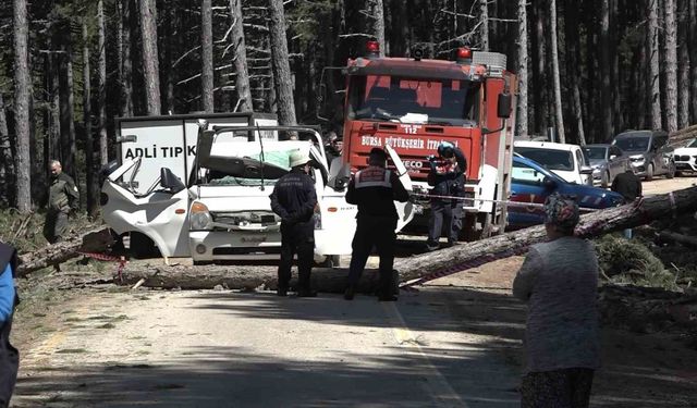 Uludağ'da kesilen ağaç seyir halindeki kamyonetin üzerine devrildi: 1 ölü