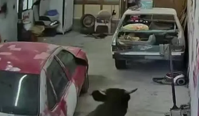 Ahırdan kaçan danalar oto tamirciyi bastı, o anlar kamerada