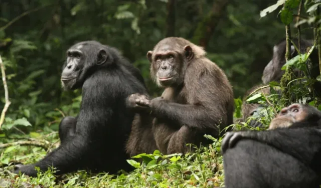 Uganda'da şempanzeler iç savaşa girişti: 24 ölü