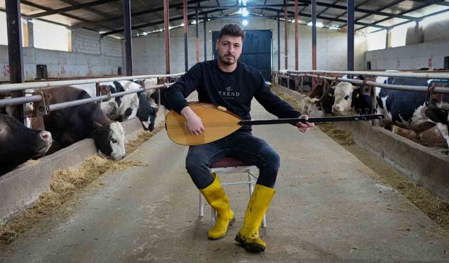 Ankaralı besici, kurbanlık hayvanlarına saz çalıp, türkü söylüyor