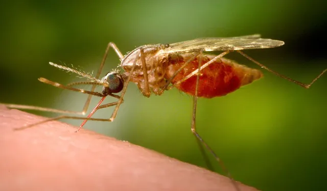Sivrisinek kaynaklı chikungunya virüsüne karşı uyarı