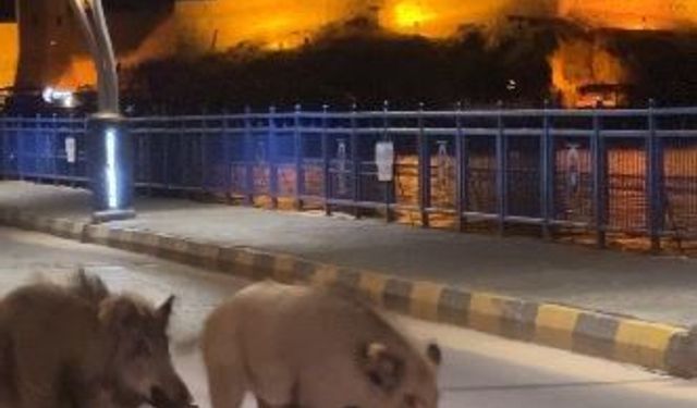 Turizm kentlerinde 'domuz sorunu' büyüyor
