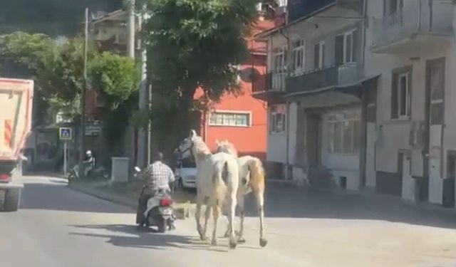 Kütahya'da atları motoruna bağladı, trafiğe çıktı