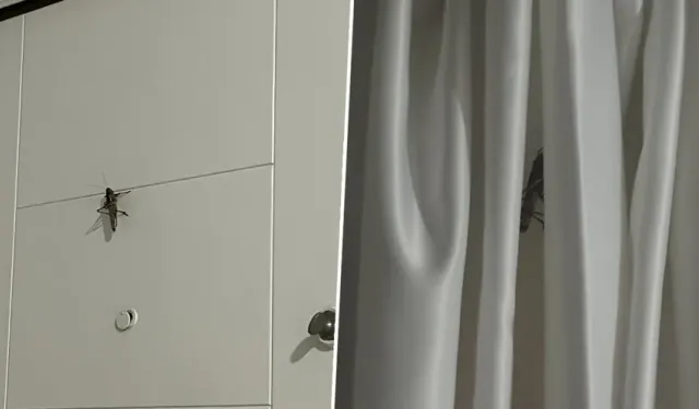 Dev çekirgelerin sırrı çözüldü