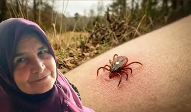 Çorum'da kenenin ısırdığı kadın hayatını kaybetti