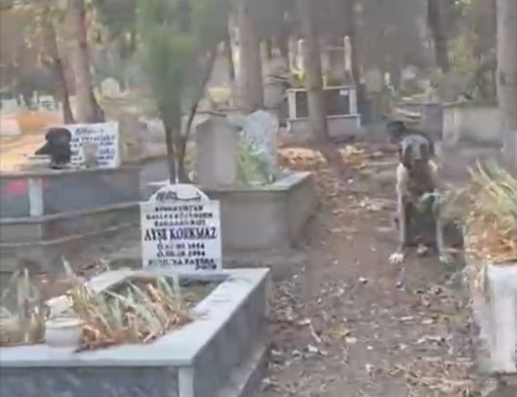 Hamitler Mezarlığında başıboş köpek sorunu