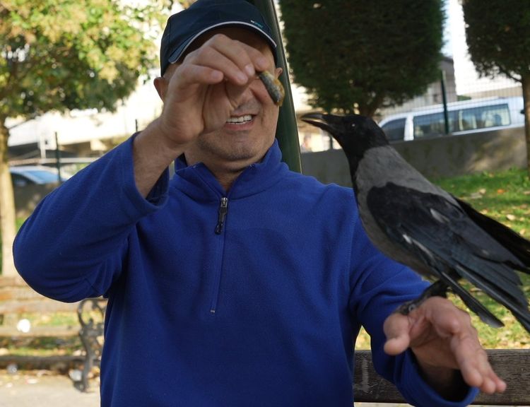 Bu karga organik gıdaları seviyor! Çay içiyor, hamsi yiyor