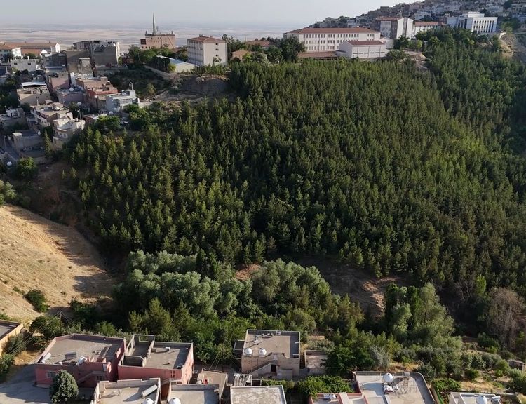 Mardin'de 25 bin ağaç dikerek, kurak araziyi oksijen sahası yaptı