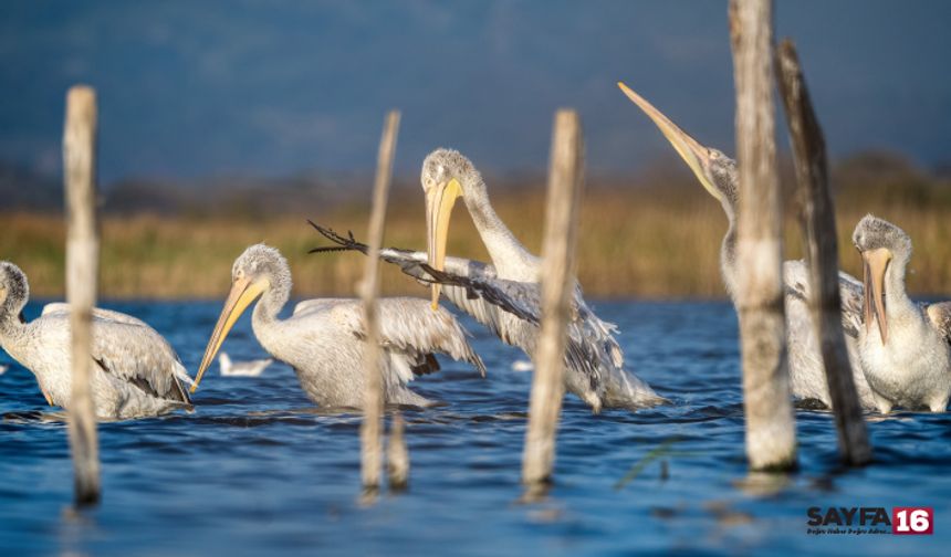 Tepeli Pelikanlardan Görsel Şölen