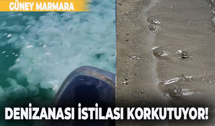 Güney Marmara'da denizanası istilası
