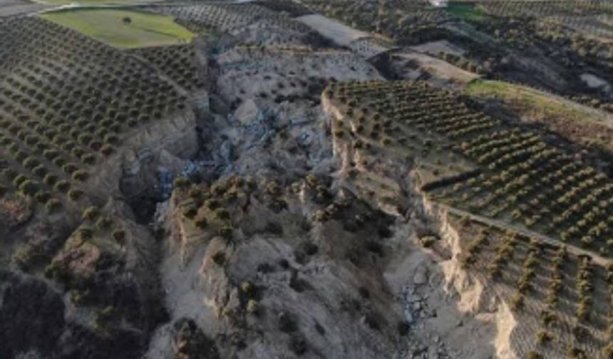 Hatay’daki bir zeytin bahçesi depremlerde ikiye yarıldı
