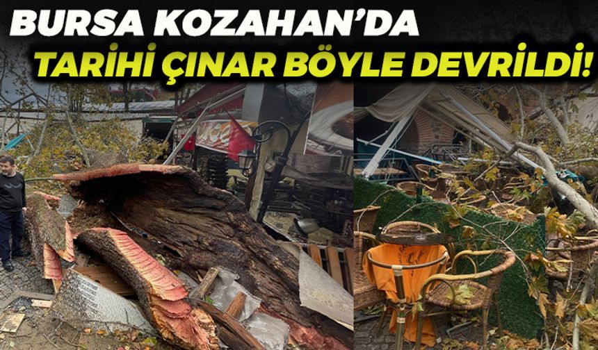Bursa Kozahan'da Tarihi Çınar Fırtınaya Dayanamadı