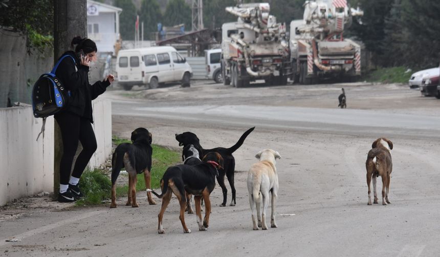 Ankara Valisi: 52 bin sahipsiz köpek toplatıldı
