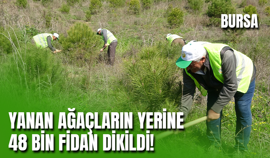 Bursa'da Yanan Ormanların Yerine 48 Bin Fidan Dikildi