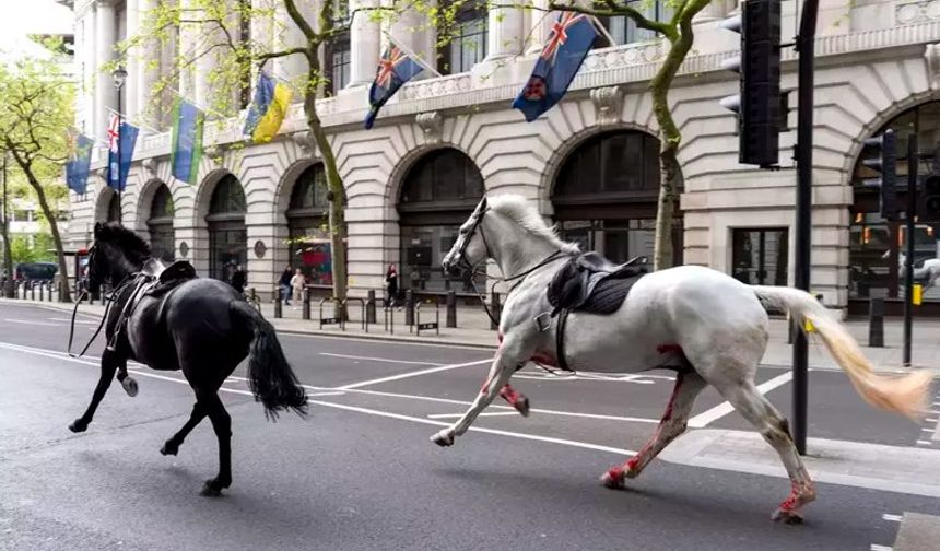 Saraydan Kaçan Atlar Londra Sokaklarında