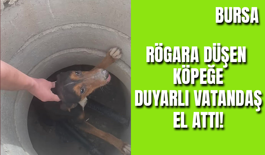 Bursa'da Rögara Düşen Köpeği Duyarlı Vatandaş Böyle Kurtardı!