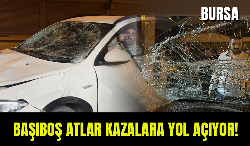 Bursa'da Başıboş Atlar Kazalara Neden Oluyor!