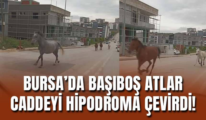 Bursa'da Başıboş Atlar Caddeyi Hipodroma Çevirdi!