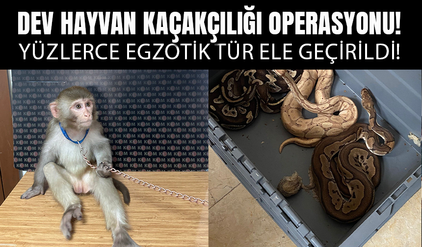 İstanbul'da Dev Hayvan Kaçakçılığı Operasyonu!