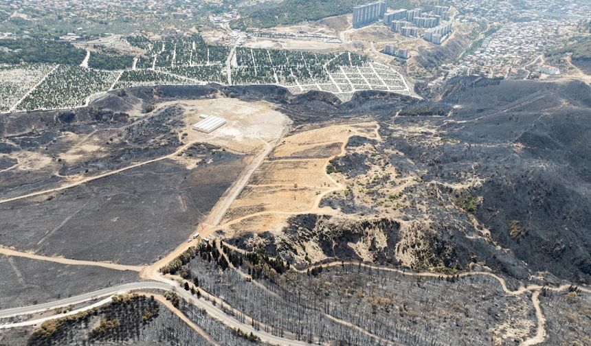 Yangınların etkilediği 15 bin ağaç tedavi edilecek