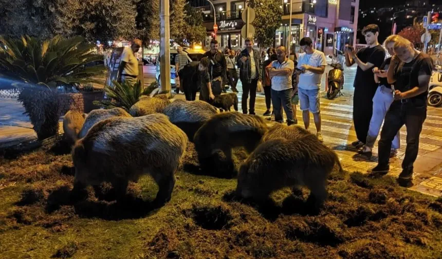 Kuşadası Merkeze Yaban Domuz Sürüsü İndi