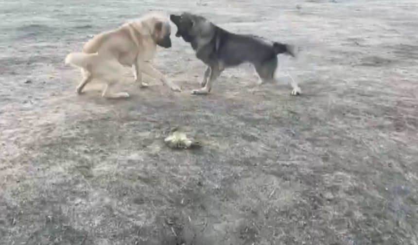 Köpekler acımasızca dövüştürüldü