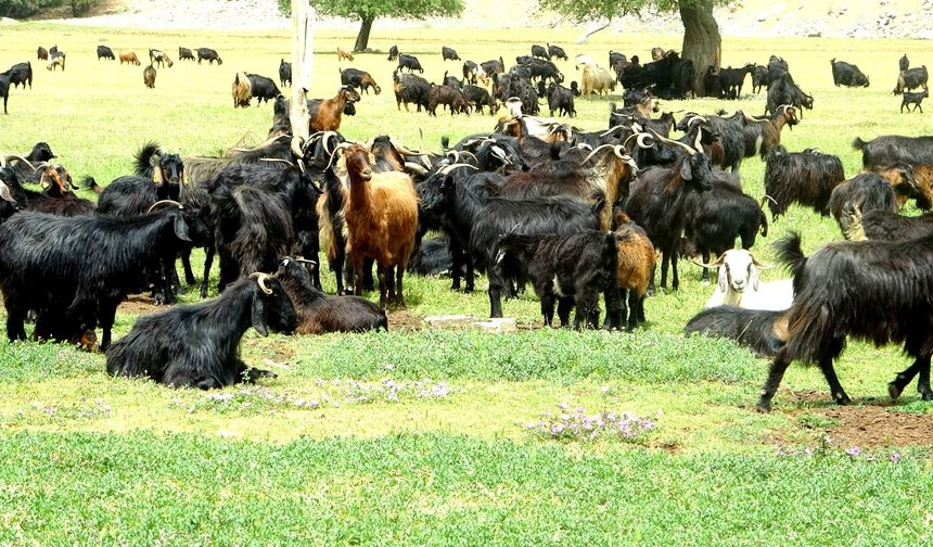 Kurbanlık satışları başladı, talep geçmiş yıllara göre düşük kaldı