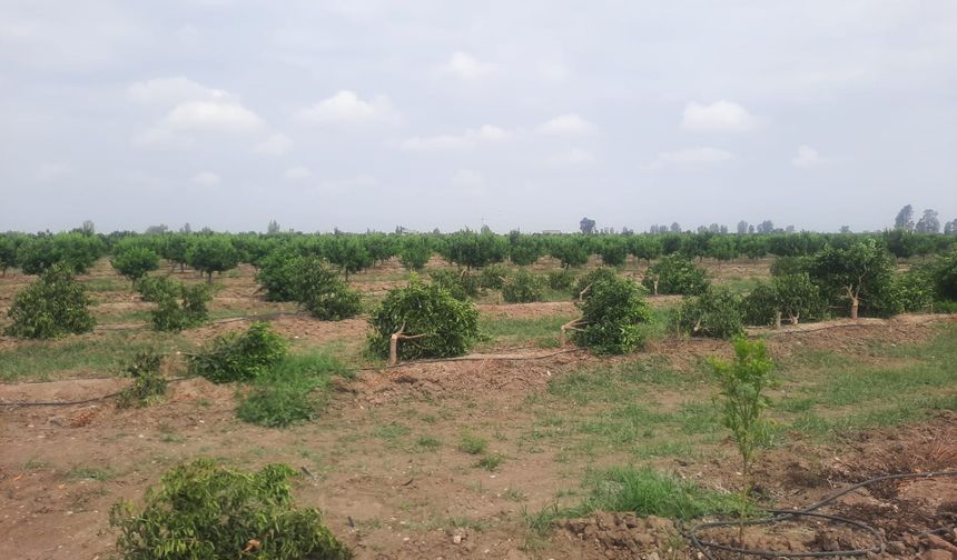 İnsanları katlettiler yetmedi, mandalina ağaçlarını da katlettiler