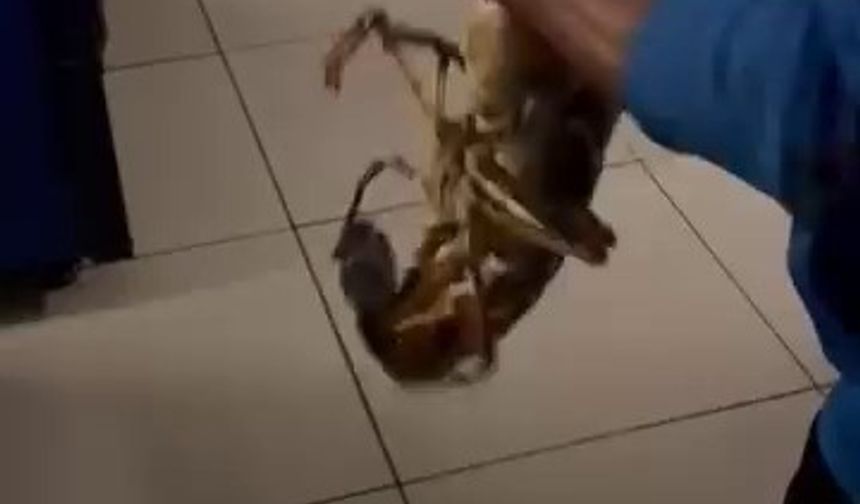 Gemlik Körfezi’nde dev istakoz yakalandı