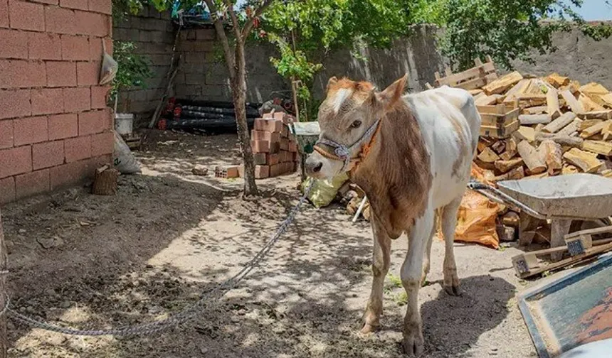9 ay kaçtı, Kurban Bayramı'ndan önce yakalandı