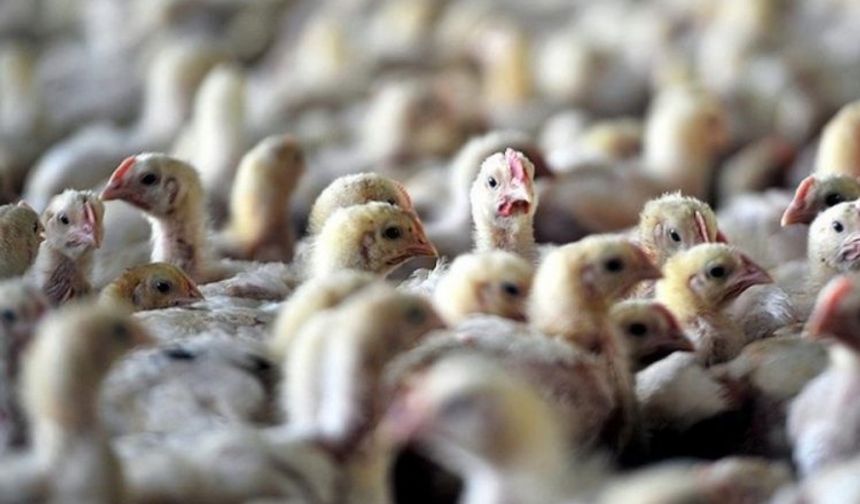 Suriye Türkiye'den tavuk almayı yasakladı