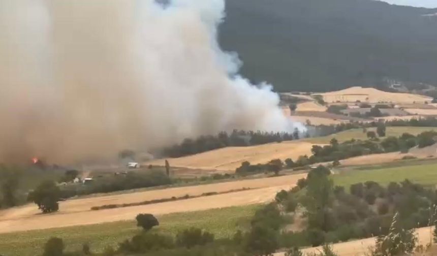 Bursa Yenişehir'de orman yangını