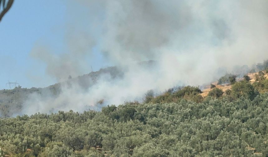 İznik'te orman yangını