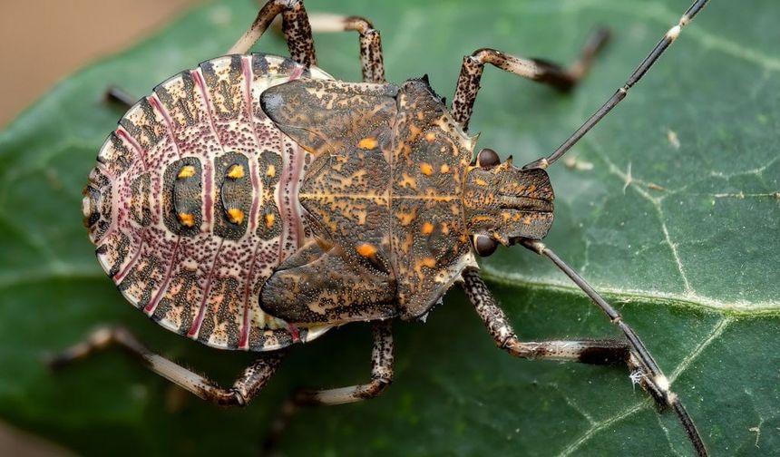 Tarım ürünlerinin korkulu rüyası Kokarca Böceği