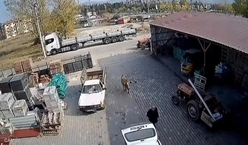 Depoya giren inek çalışanlara saldırdı