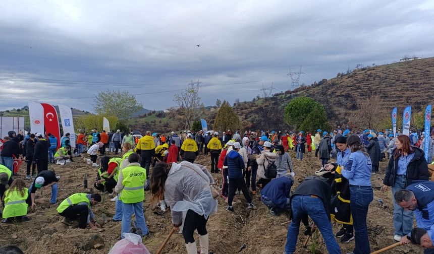 Bursa'da yanan ormanlar ağaçlandırılıyor