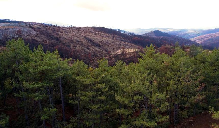 Bursa’yı yeniden yeşertecek 300 bin fidan için ilk adım atıldı