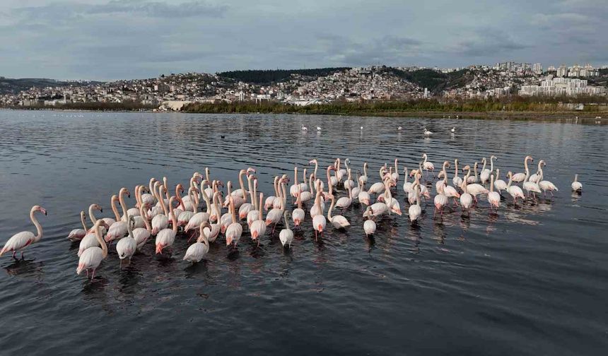 İzmit Körfezi'ne flamingo akını, sayıları katlandı