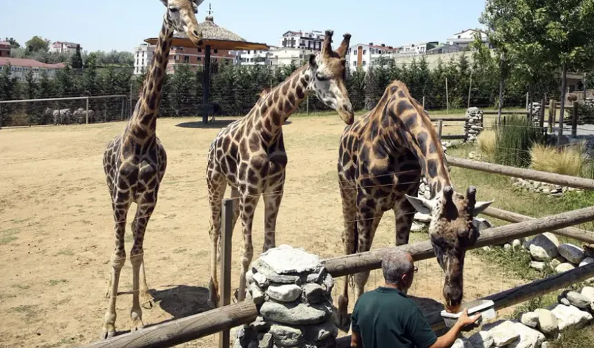 Darıca Hayvanat Bahçesi kapatıldı