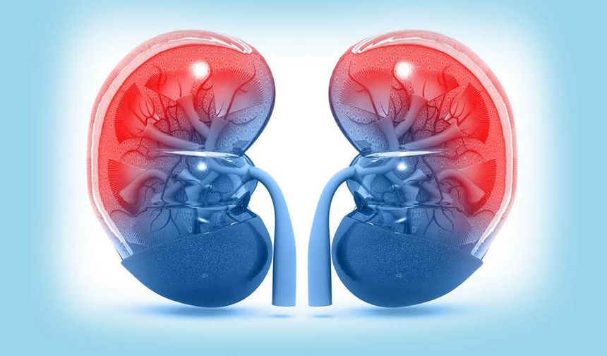 Dünyada her yıl böbrek hastalığından 11 milyon kişi ölüyor