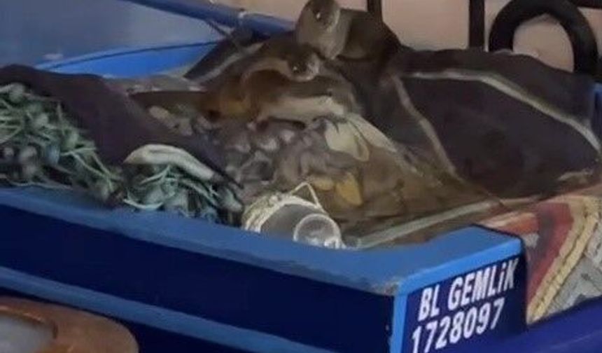 Aç kalan anne su samuru ve yavruları Gemlik'te tekneye sığındı