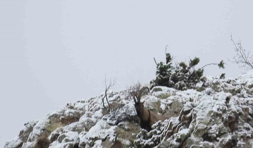 Av yasağı başladı