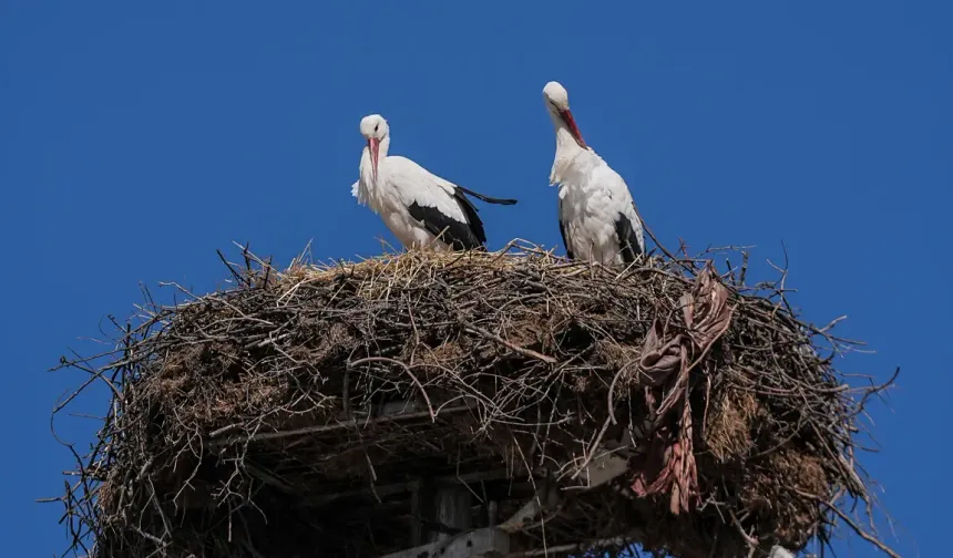 Yaren leylek, eşi Nazlı'ya kavuştu