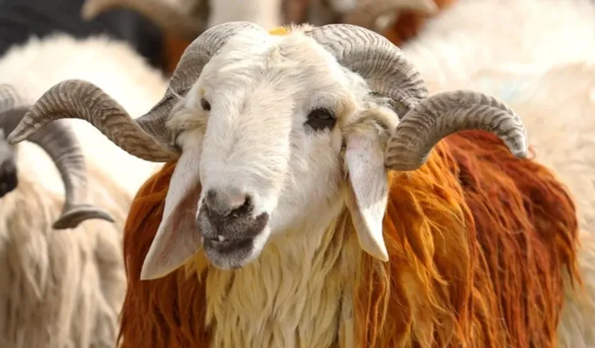 Diyanet, vekaletle kurban kesim bedelini açıkladı