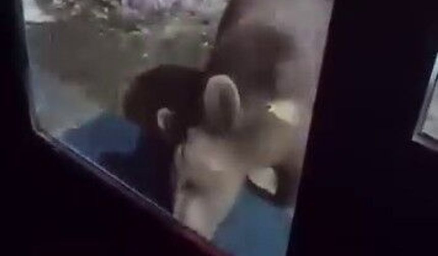 Uludağ’da ayı ailesi kamerada