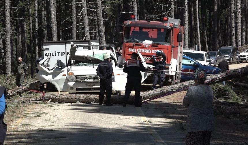 Uludağ'da kesilen ağaç seyir halindeki kamyonetin üzerine devrildi: 1 ölü