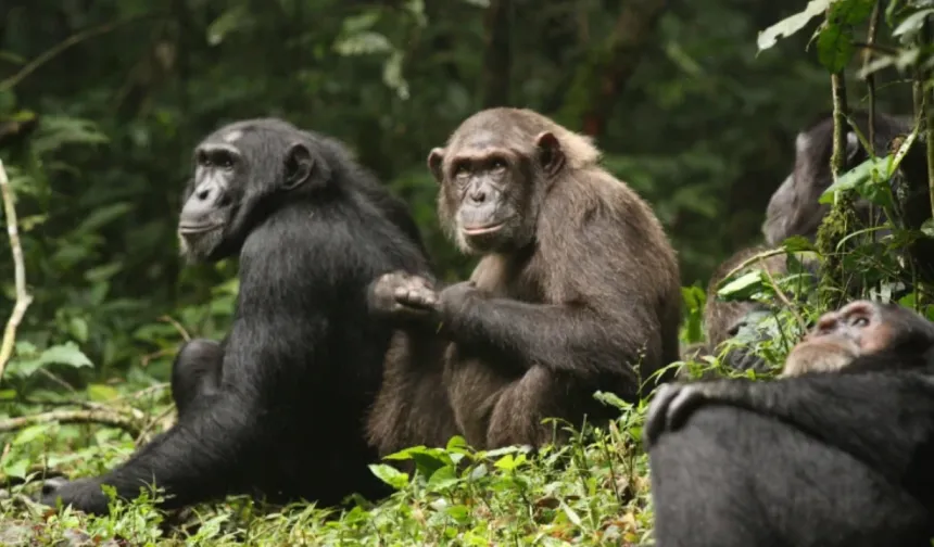 Uganda'da şempanzeler iç savaşa girişti: 24 ölü